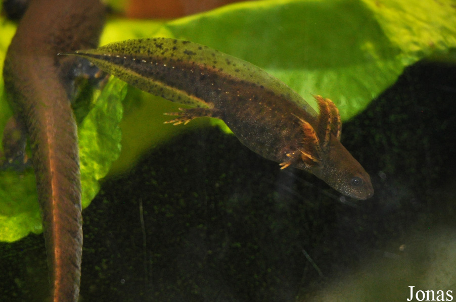 Triturus dobrogicus
