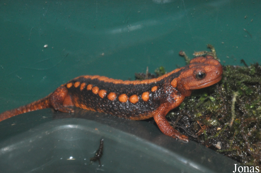 Tylototriton shanjing