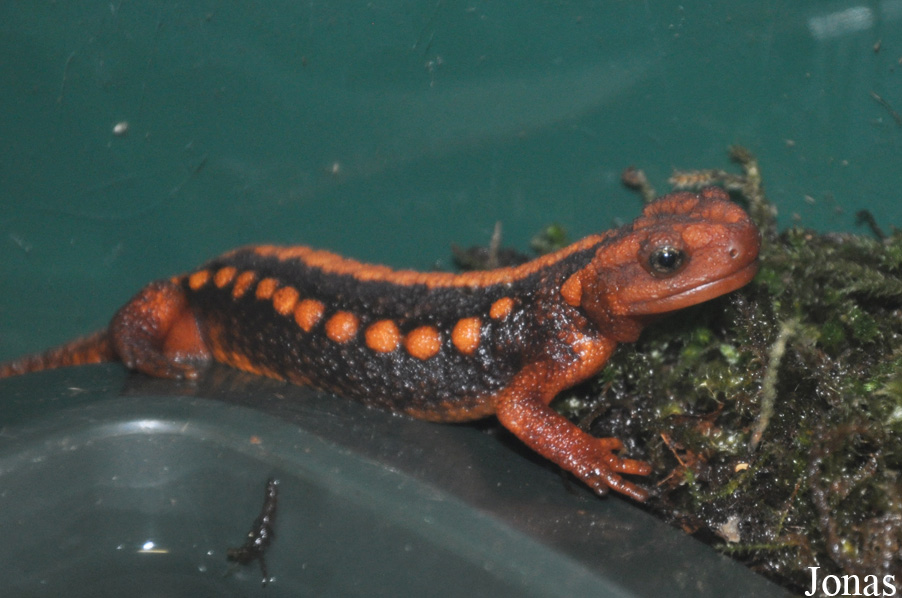 Tylototriton shanjing