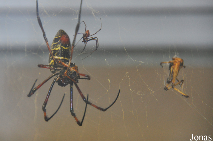 Nephila senegalensis