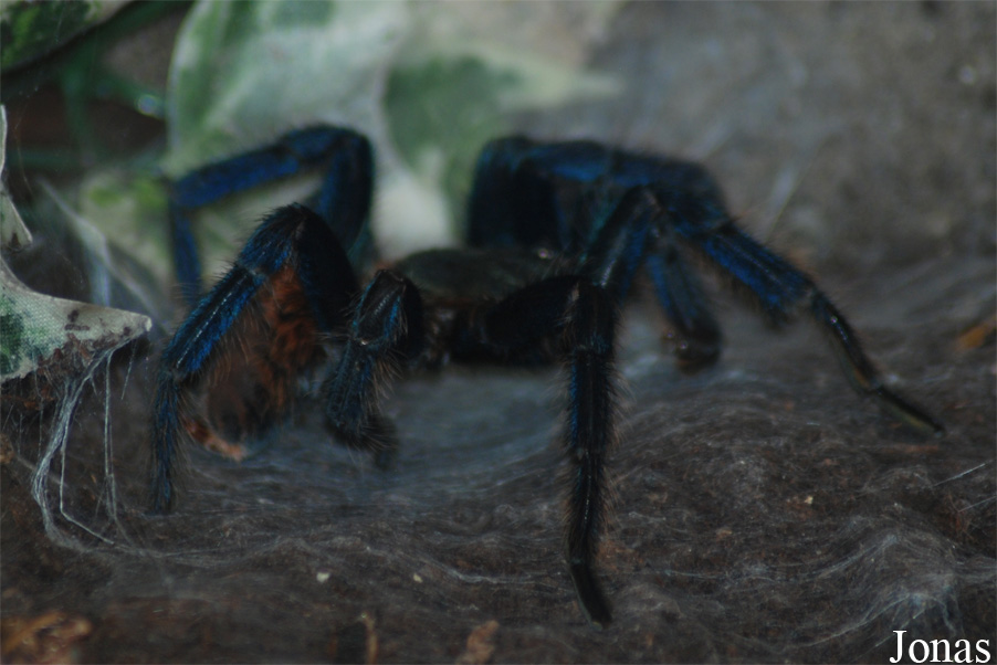Chromatopelma cyanopubescens