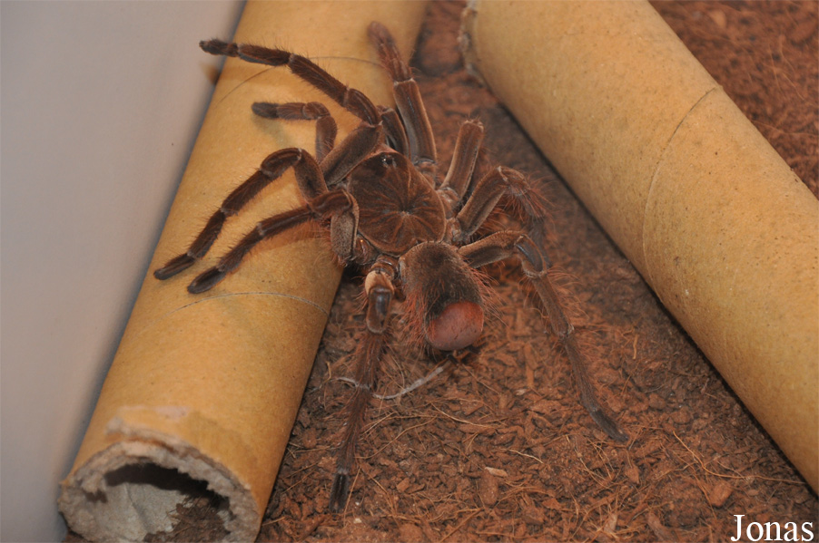 Citharischius crawshayi