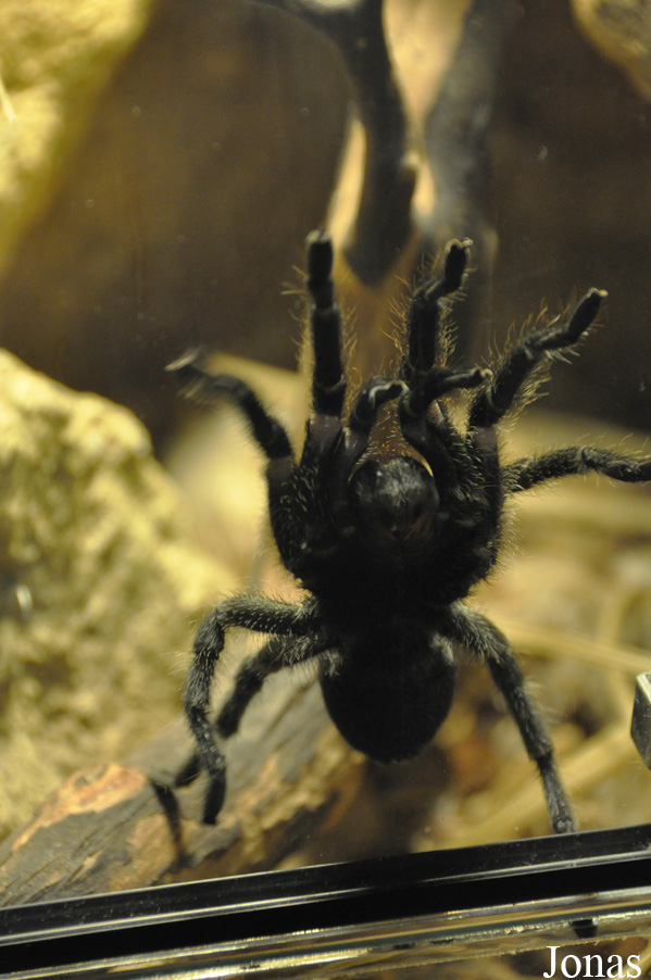 Grammostola pulchra
