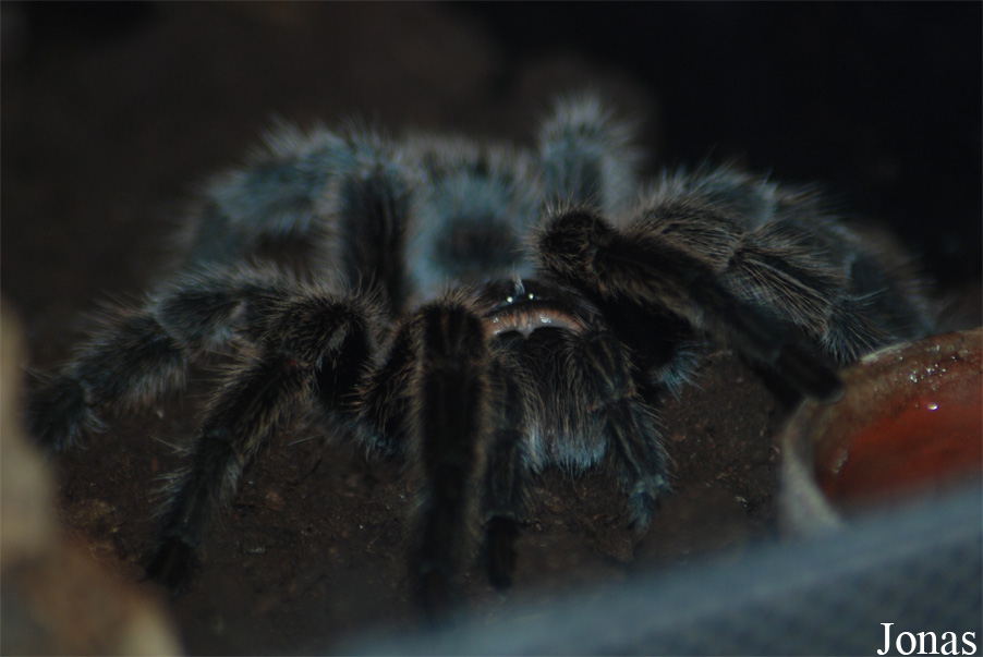 Grammostola pulchra