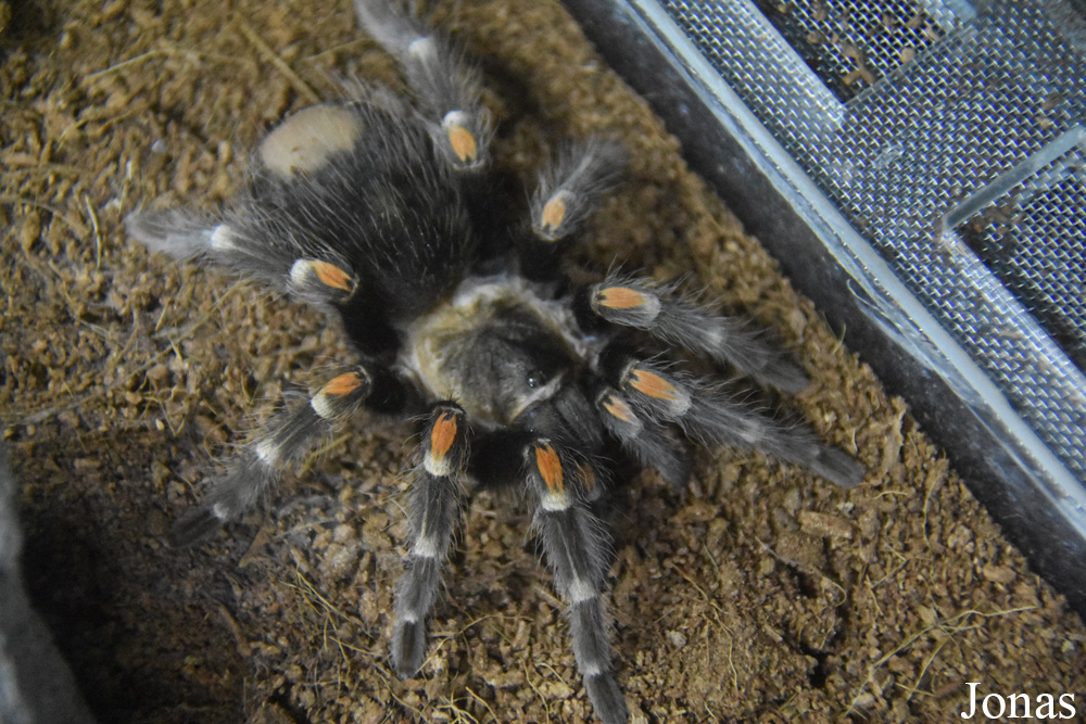 Grammostola pulchripes