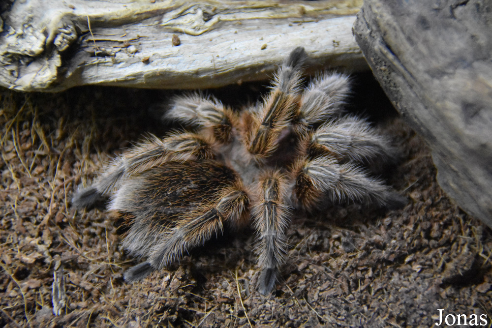 Grammostola rosea