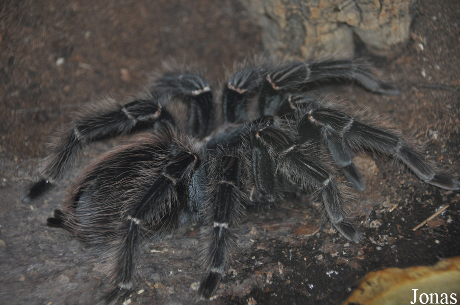 Lasiodora parahybana