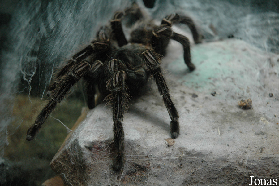 Lasiodora parahybana