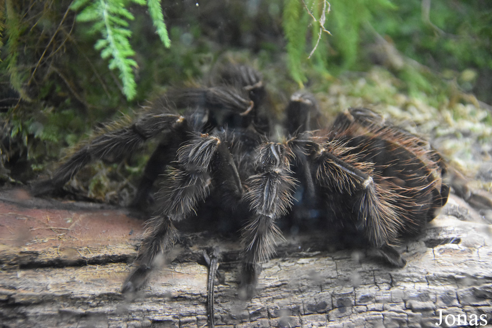 Lasiodora parahybana