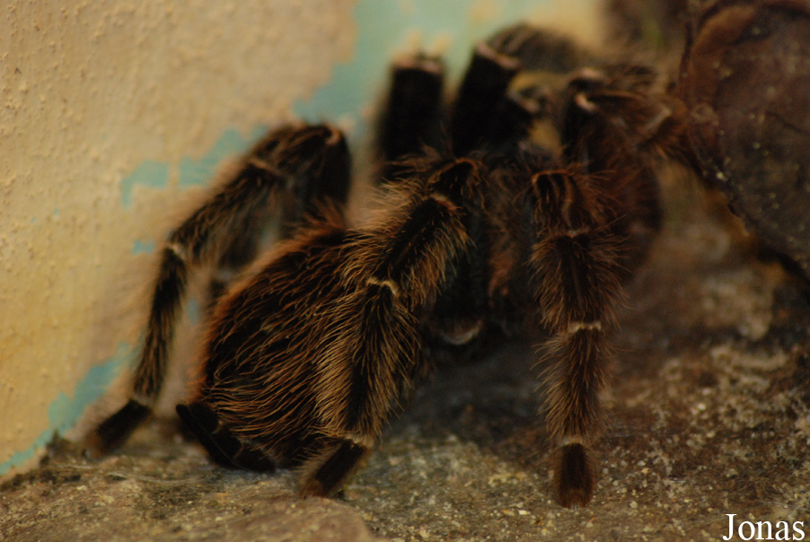 Pamphobeteus platyomma