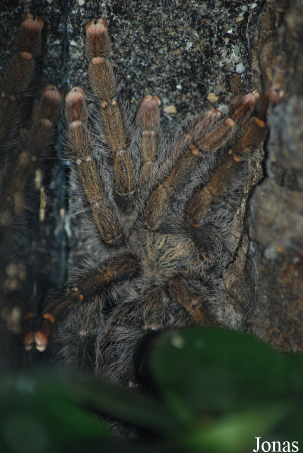 Tapinauchenius gigas