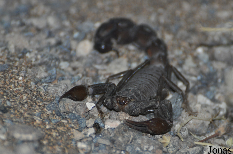 Androctonus crassicauda
