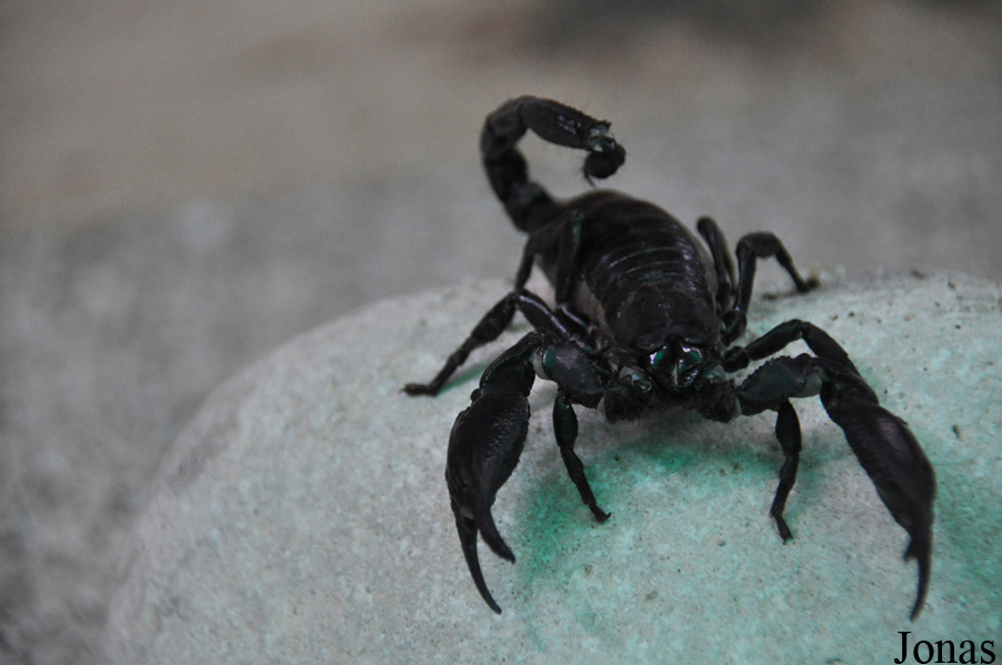 Heterometrus sp.