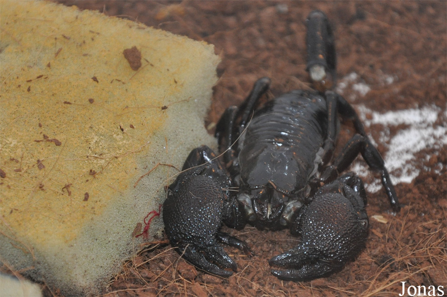 Pandinus imperator