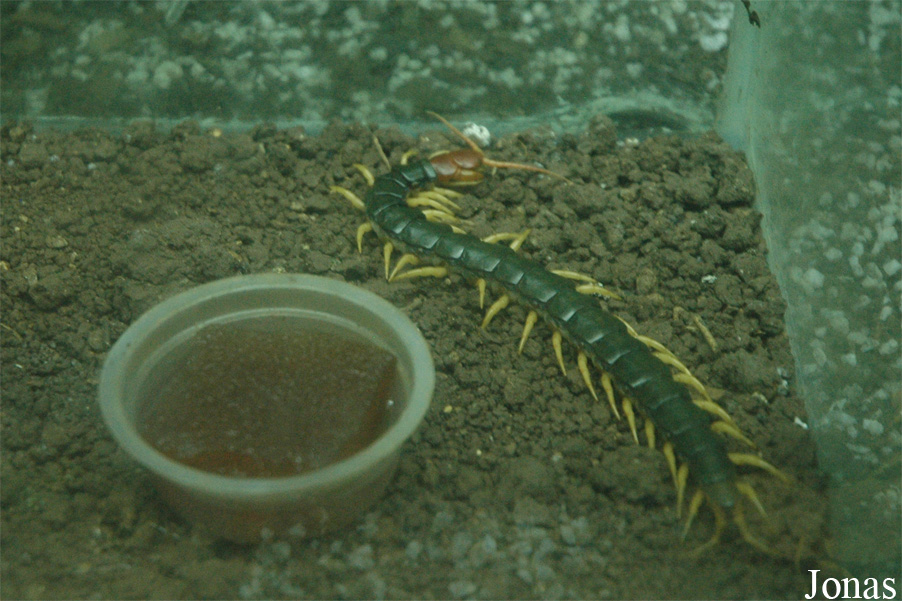 Scolopendra sp.