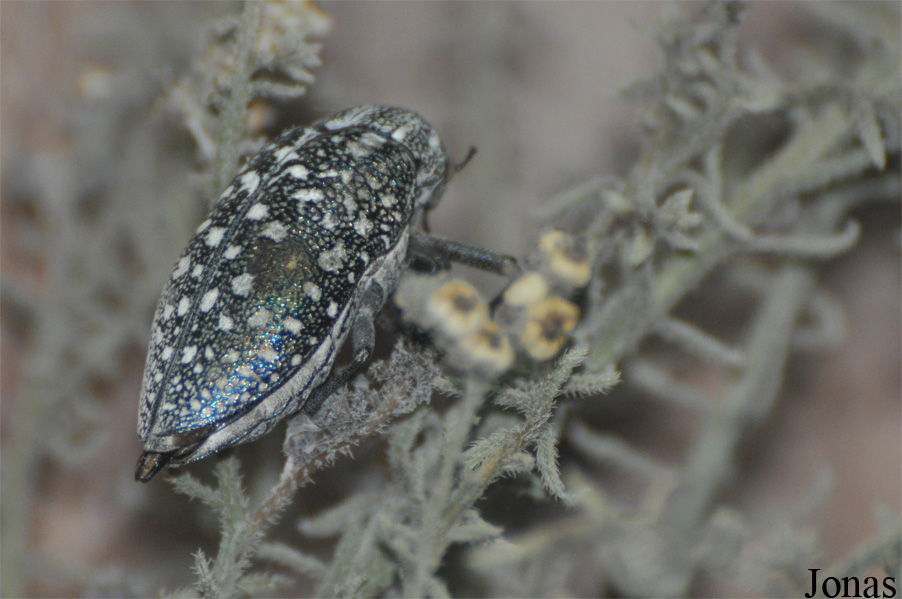 Julodis euphratica