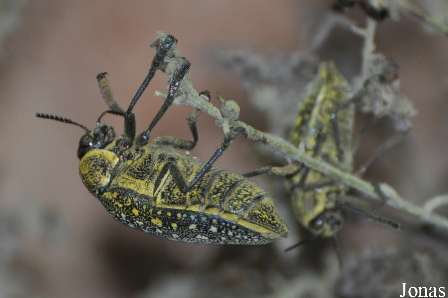 Julodis euphratica