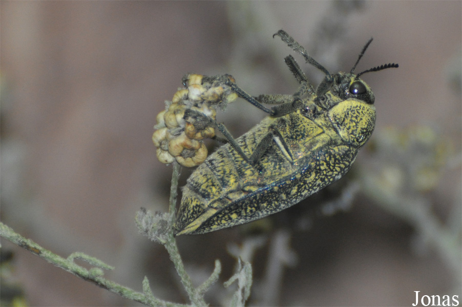 Julodis euphratica