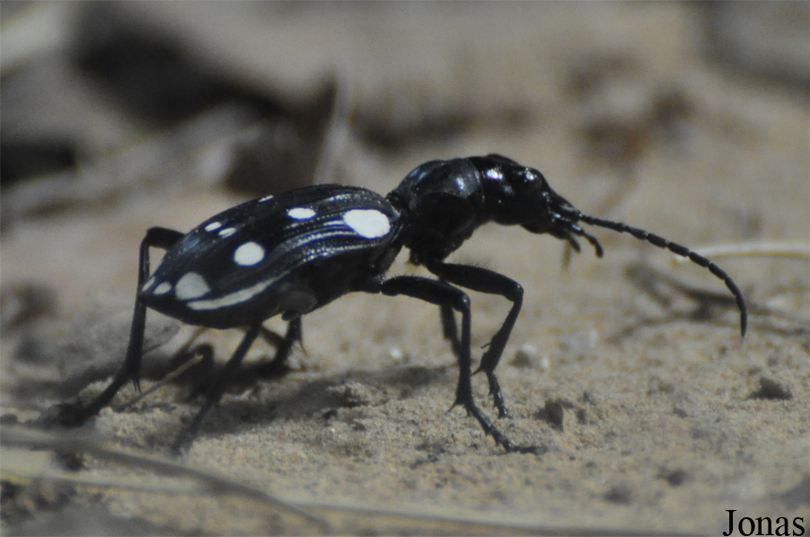 Anthia duodecimguttata