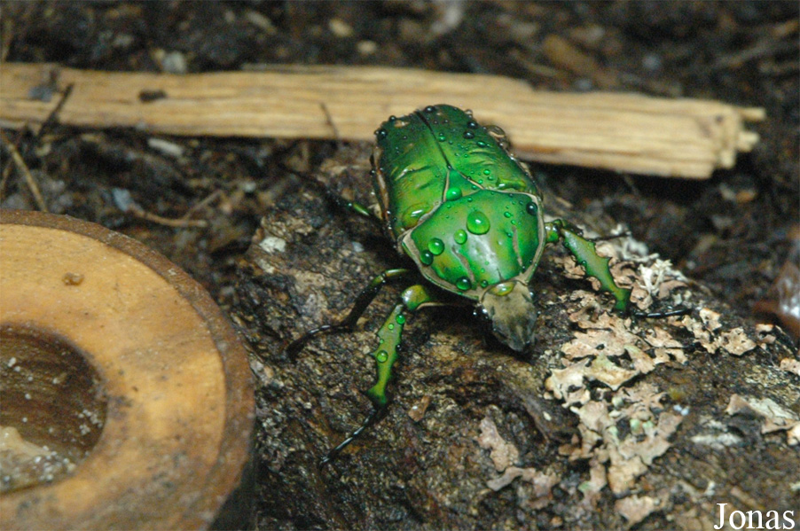 Mecynorrhina torquata