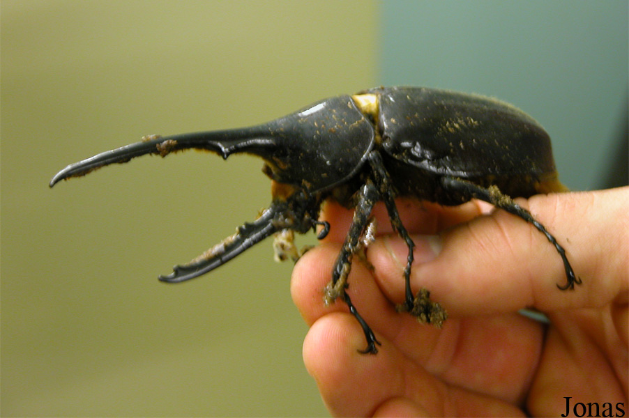 Dynastes hercules