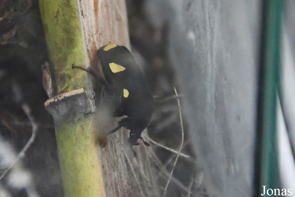 Gymnetis holosericea