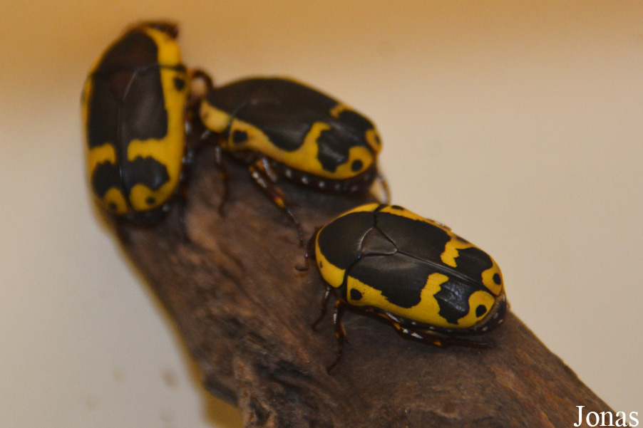 Pachnoda ephippiata