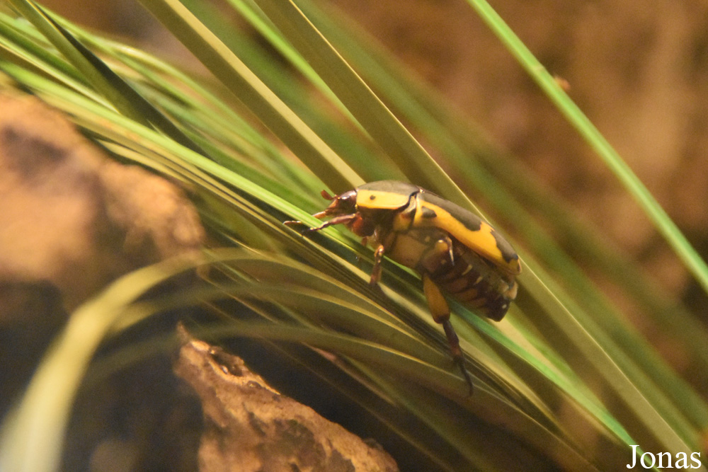 Pachnoda sinuata