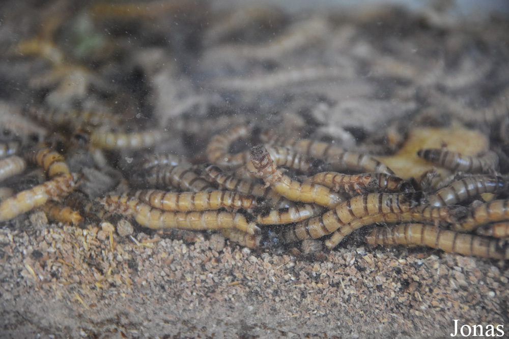 Zophobas morio