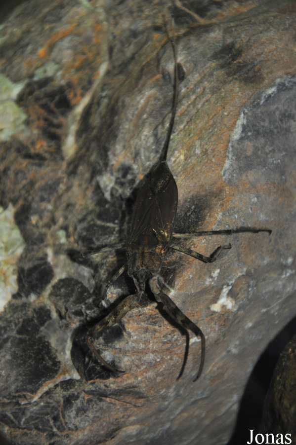 Nepa sp.