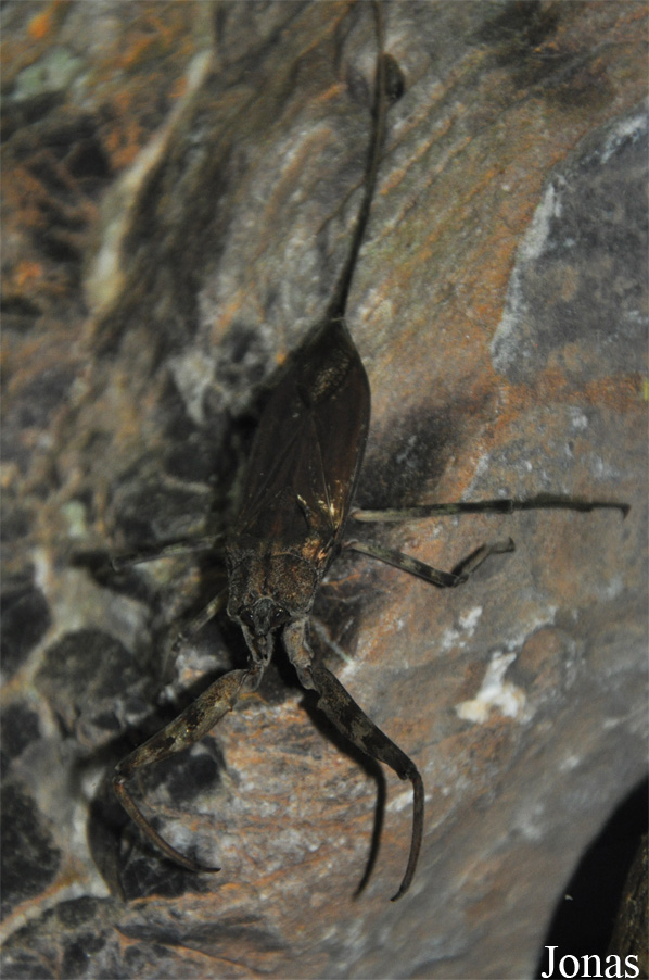 Nepa sp.