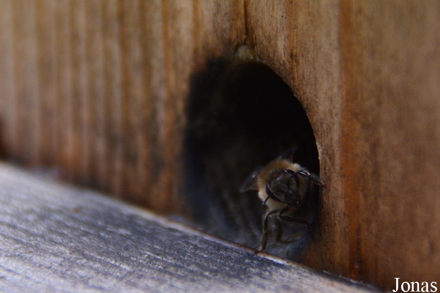 Apis mellifera