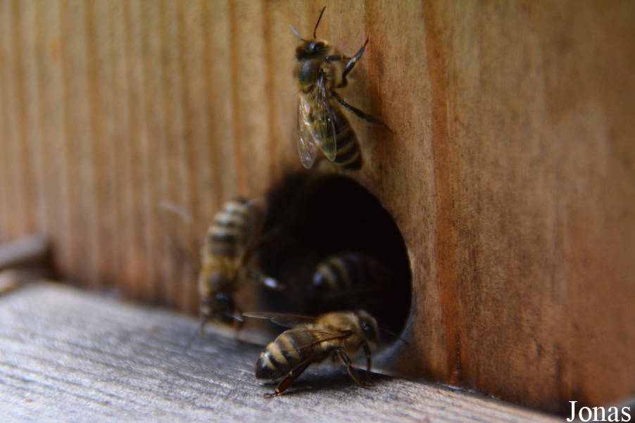 Apis mellifera