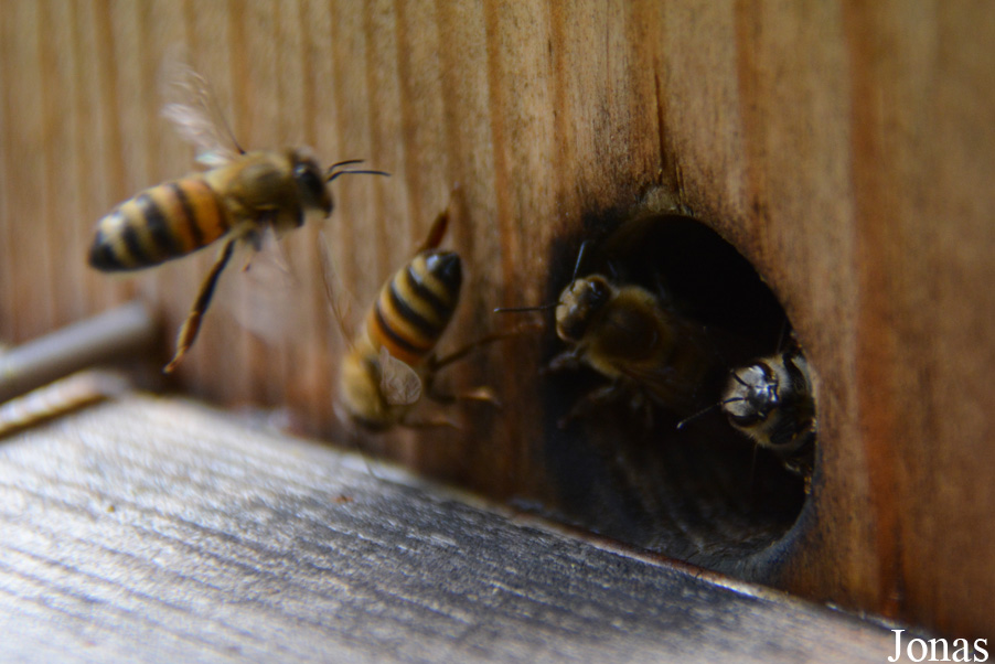 Apis mellifera