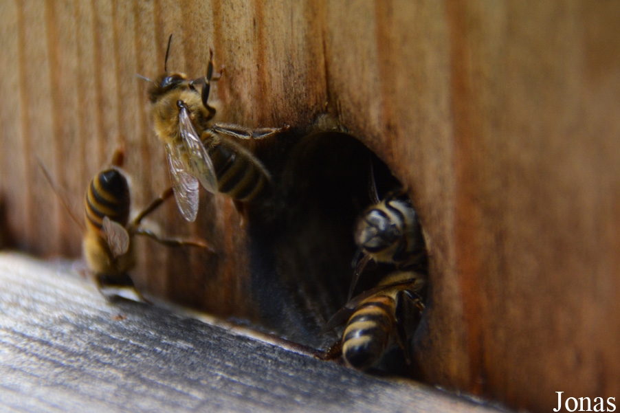 Apis mellifera