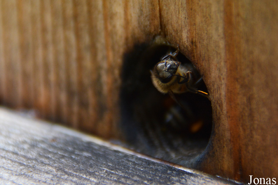 Apis mellifera