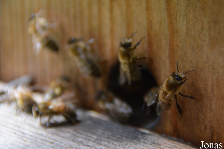 Apis mellifera