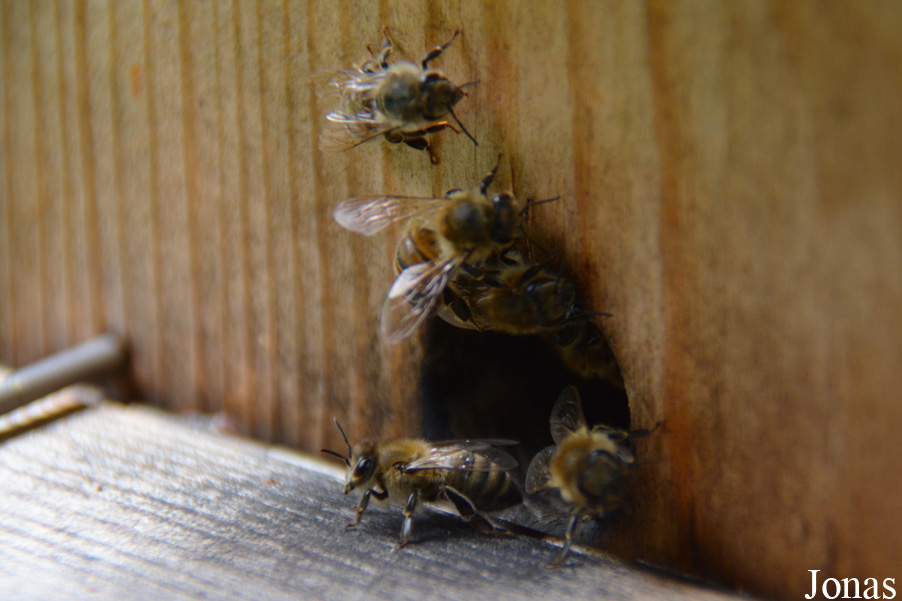 Apis mellifera