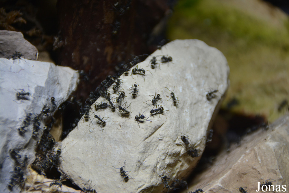 Polyrhachis dives