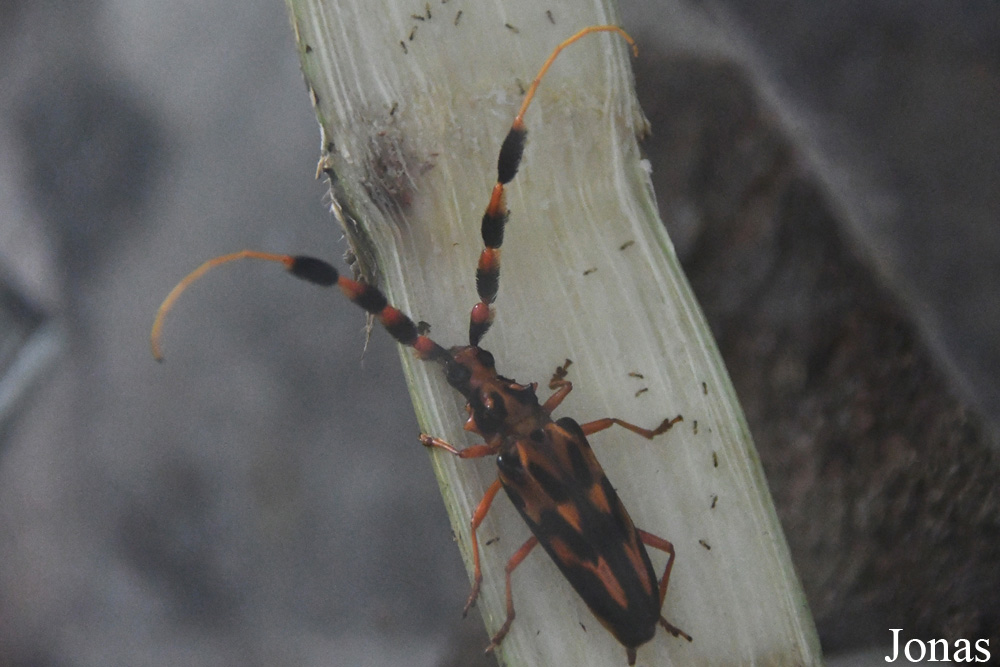Insecte non identifié