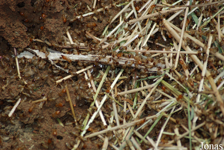 Macrotermes bellicosus