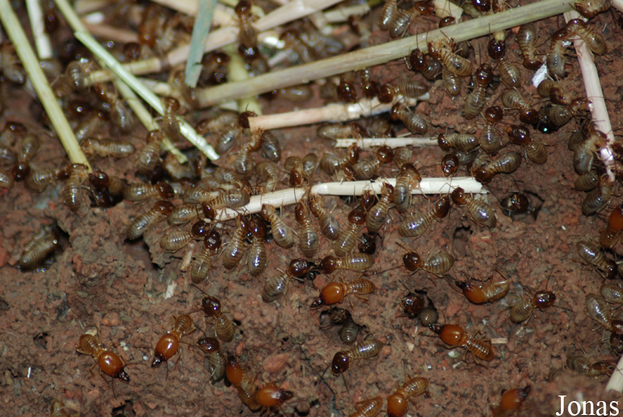 Macrotermes bellicosus