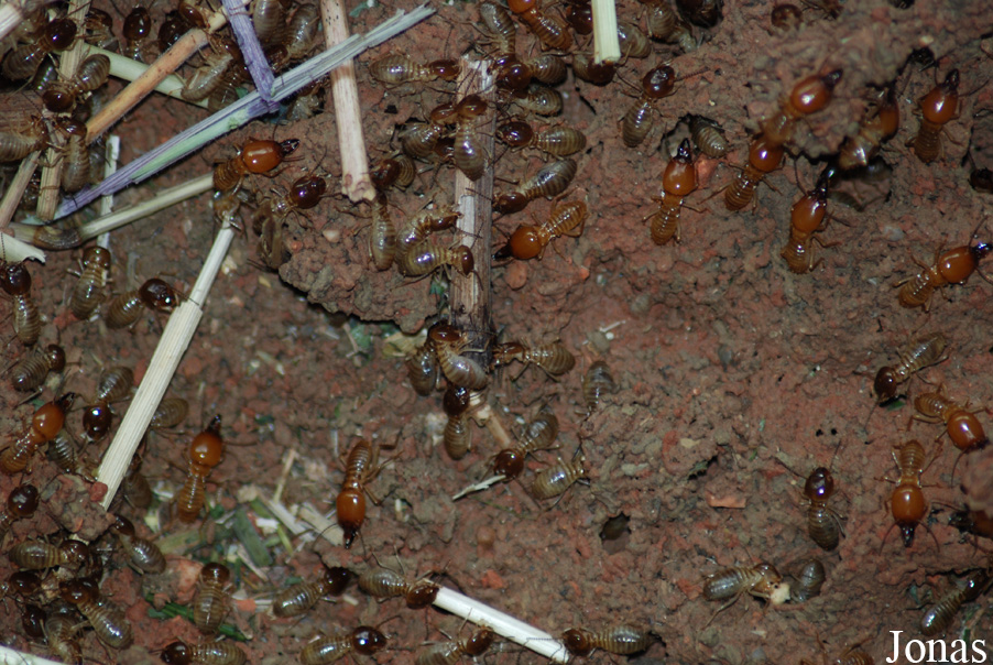 Macrotermes bellicosus