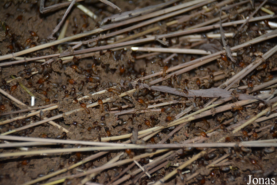 Macrotermes sp.