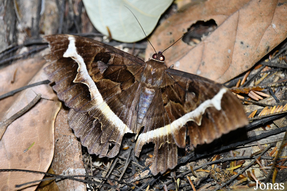 Parc National de Lokobe