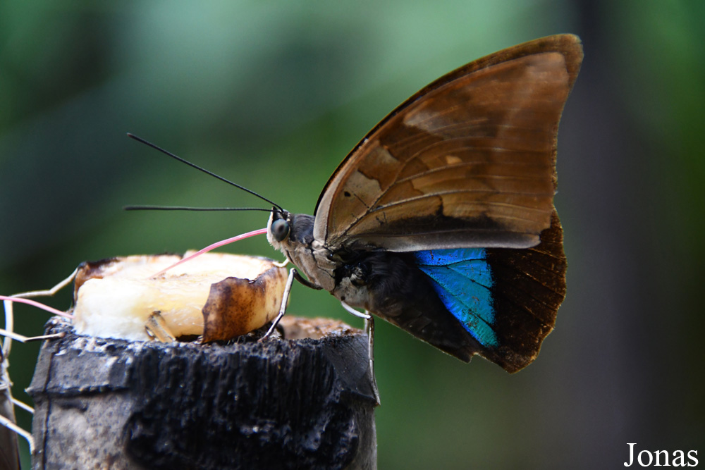 Archaeoprepona demophon
