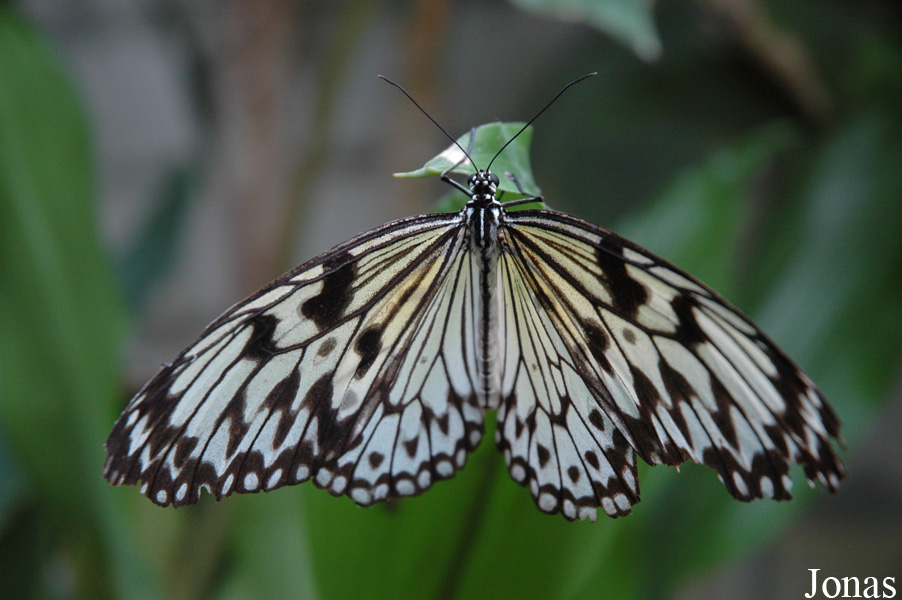 Idea leuconoe