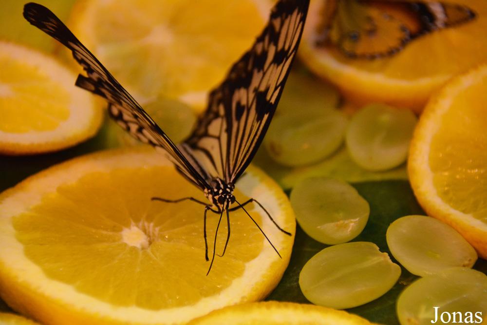 Idea leuconoe