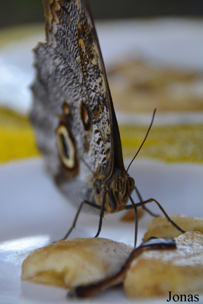 Caligo sp.