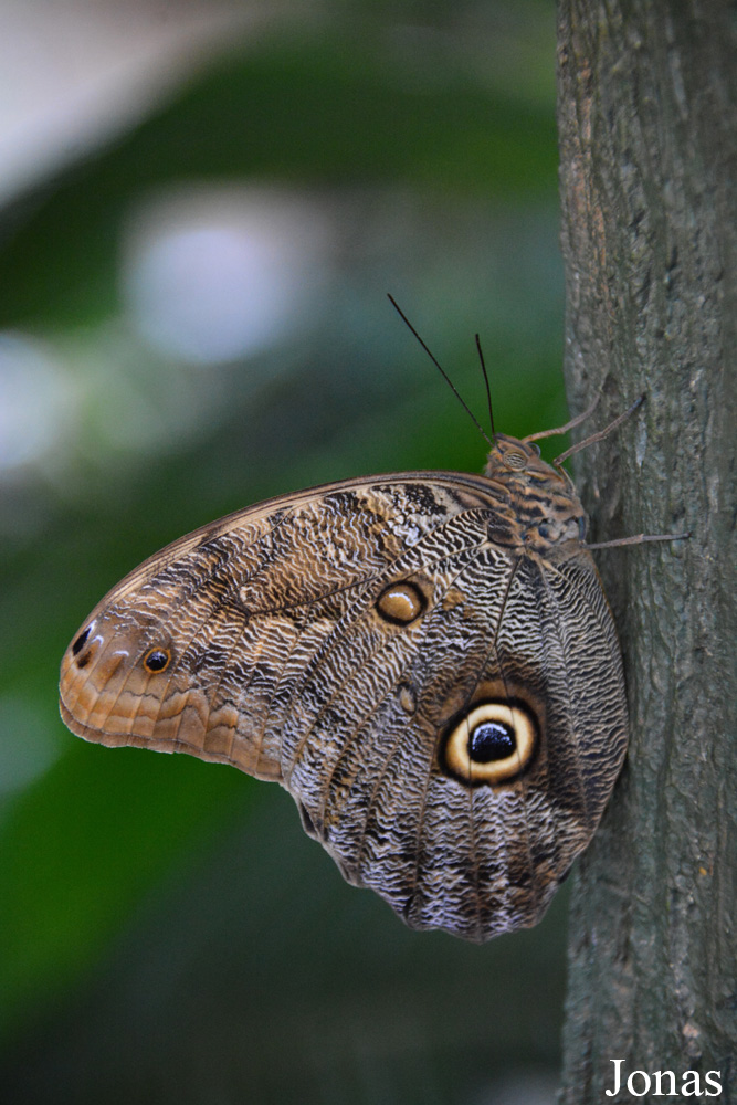 Caligo sp.